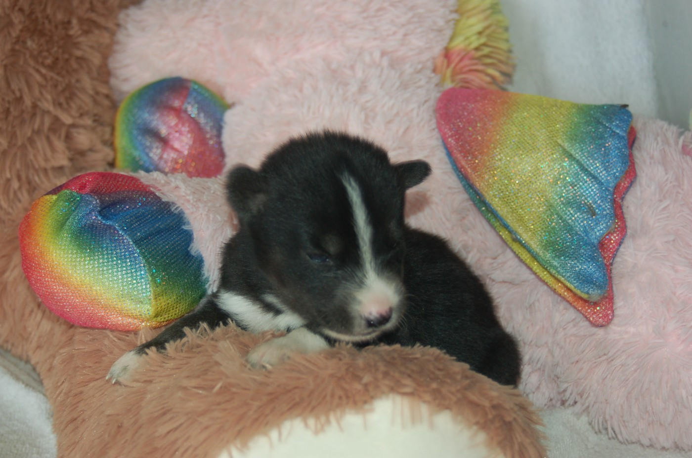 Du domaine pacifique - Chiots disponibles - Siberian Husky