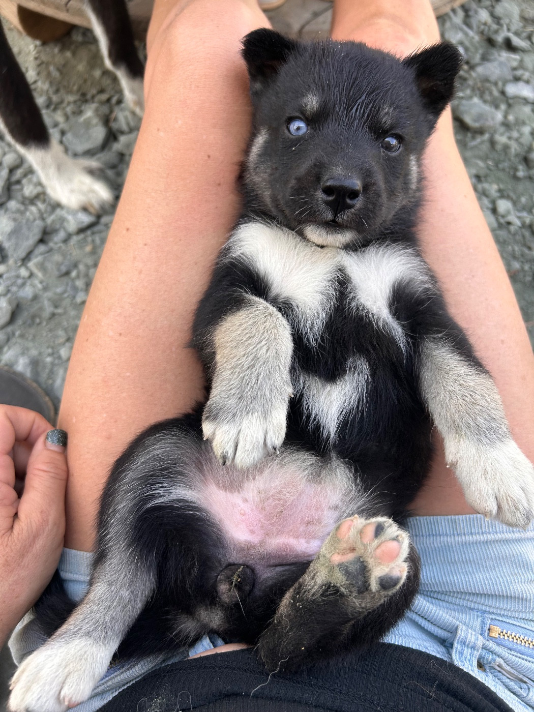 Du domaine pacifique - Chiots disponibles - Siberian Husky