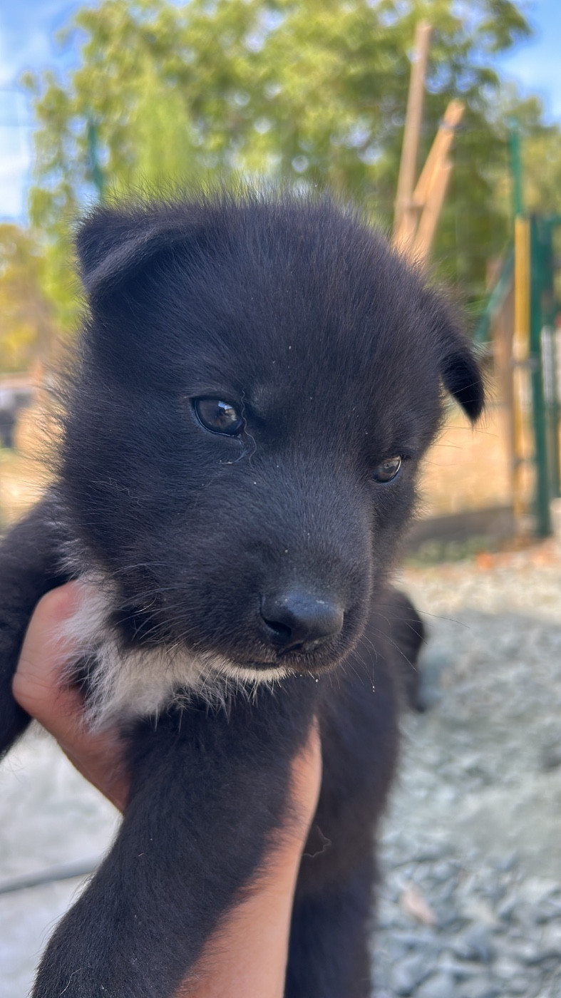 Du domaine pacifique - Chiots disponibles - Siberian Husky