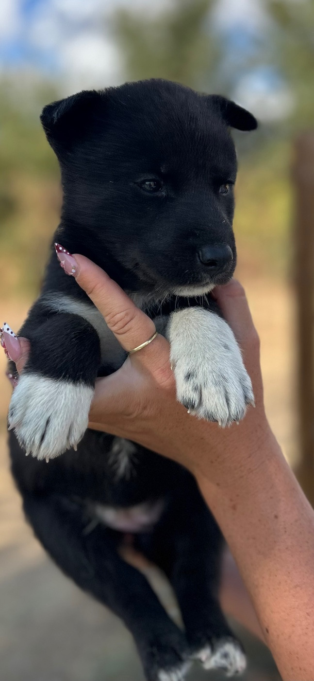 Du domaine pacifique - Chiots disponibles - Siberian Husky