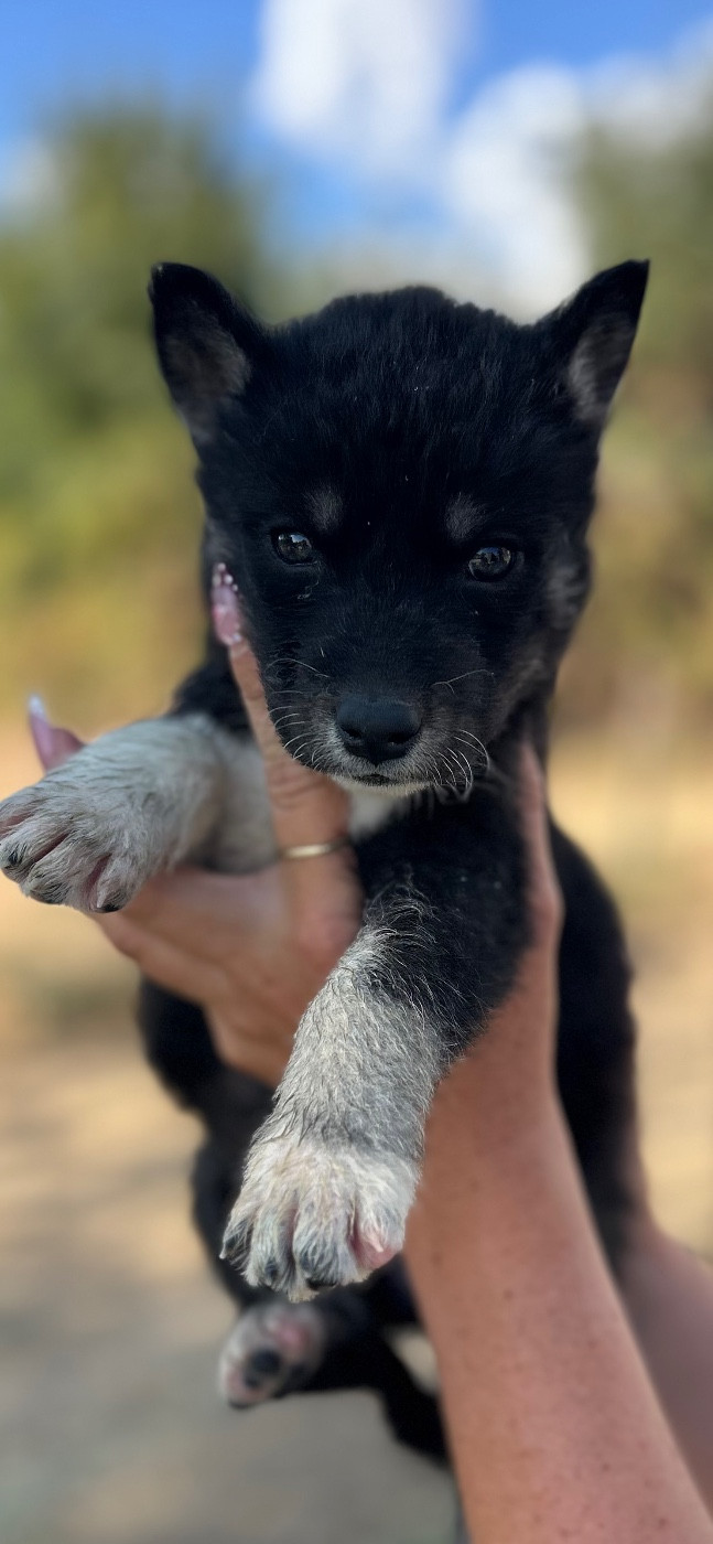 Du domaine pacifique - Chiots disponibles - Siberian Husky