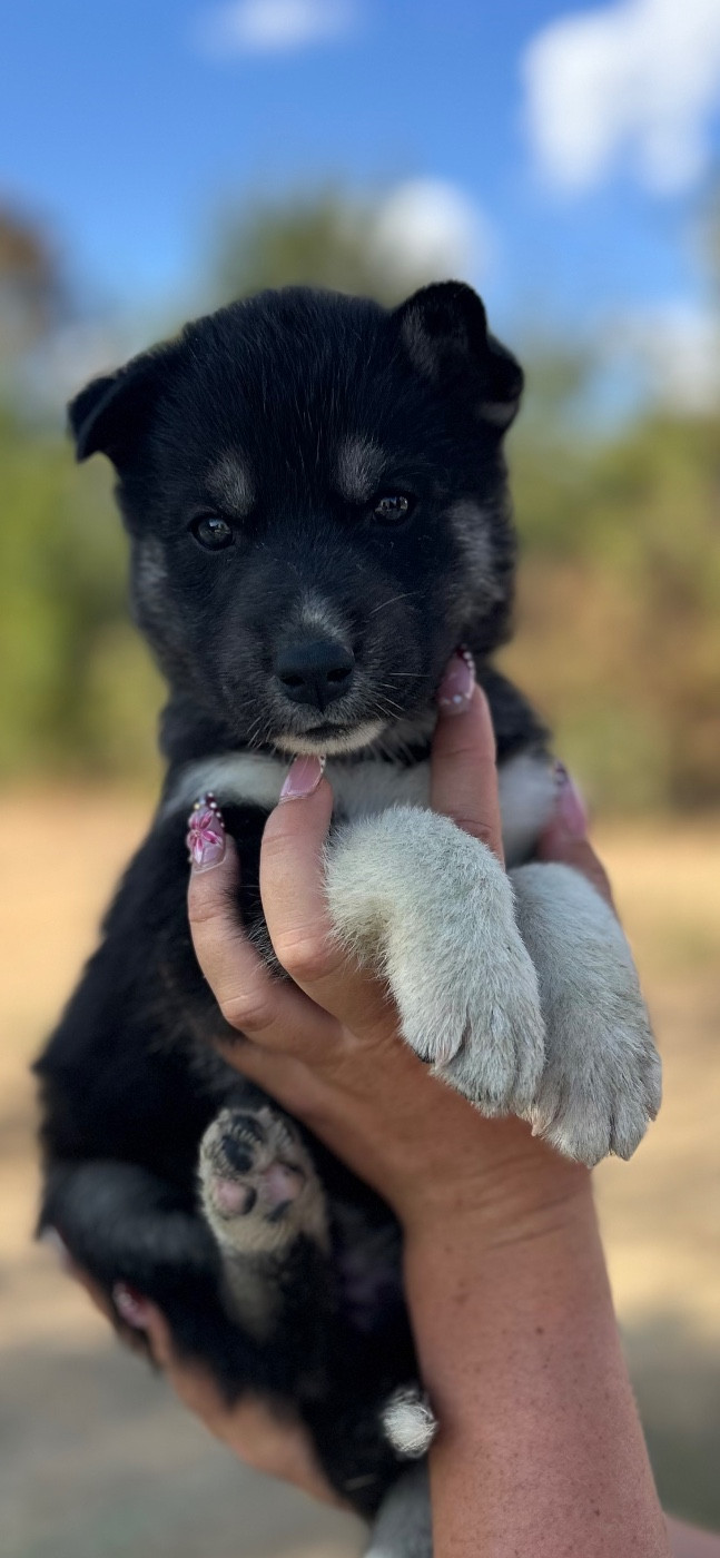 Du domaine pacifique - Chiots disponibles - Siberian Husky