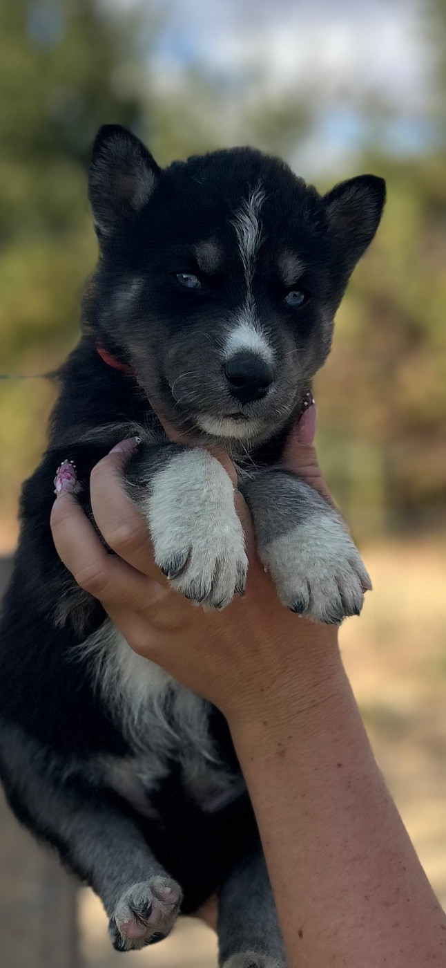 Du domaine pacifique - Chiots disponibles - Siberian Husky