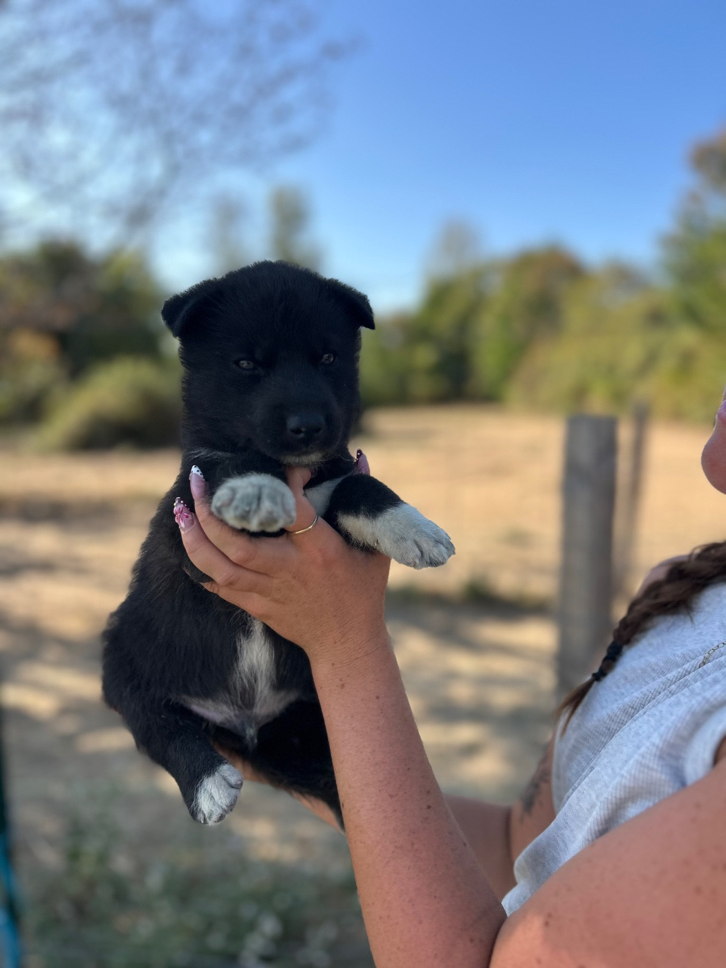 Du domaine pacifique - Chiots disponibles - Siberian Husky