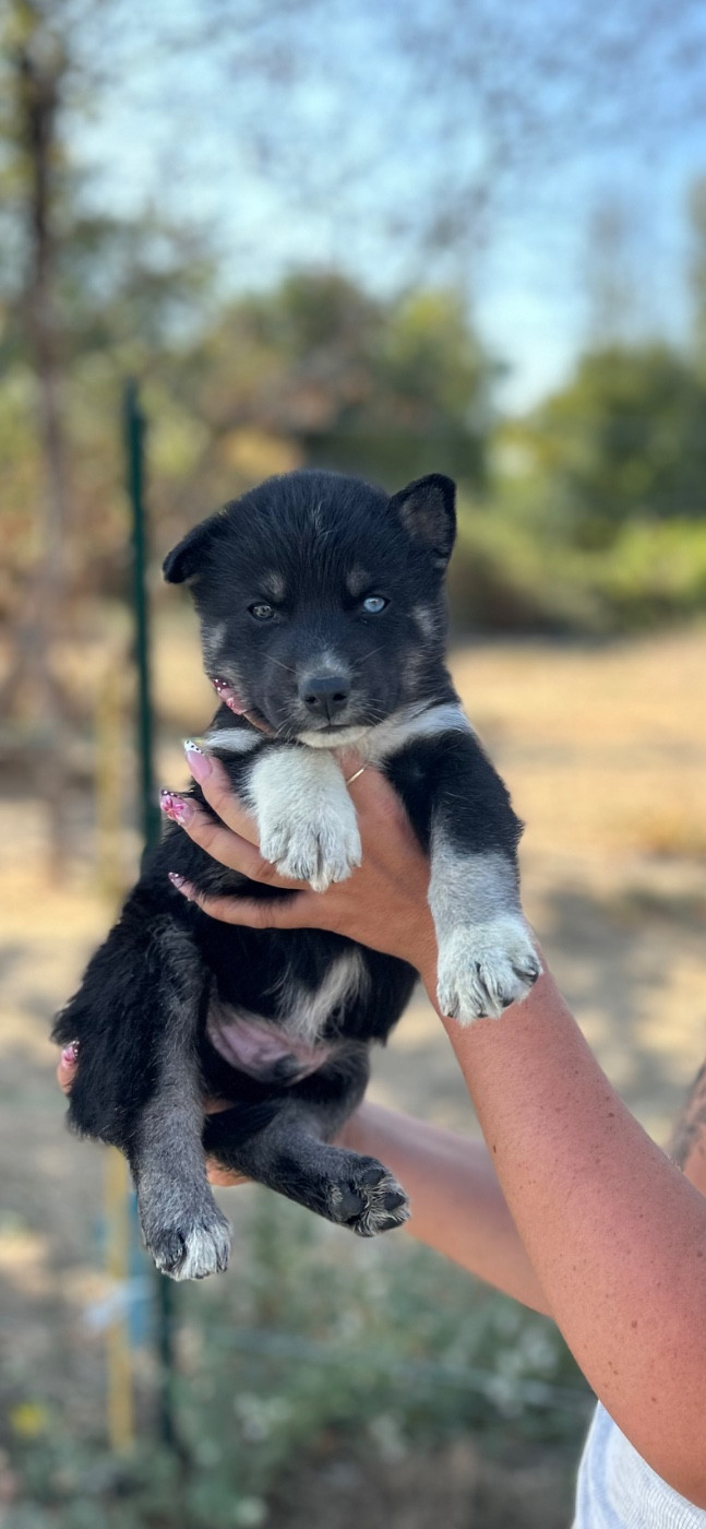 Du domaine pacifique - Chiots disponibles - Siberian Husky