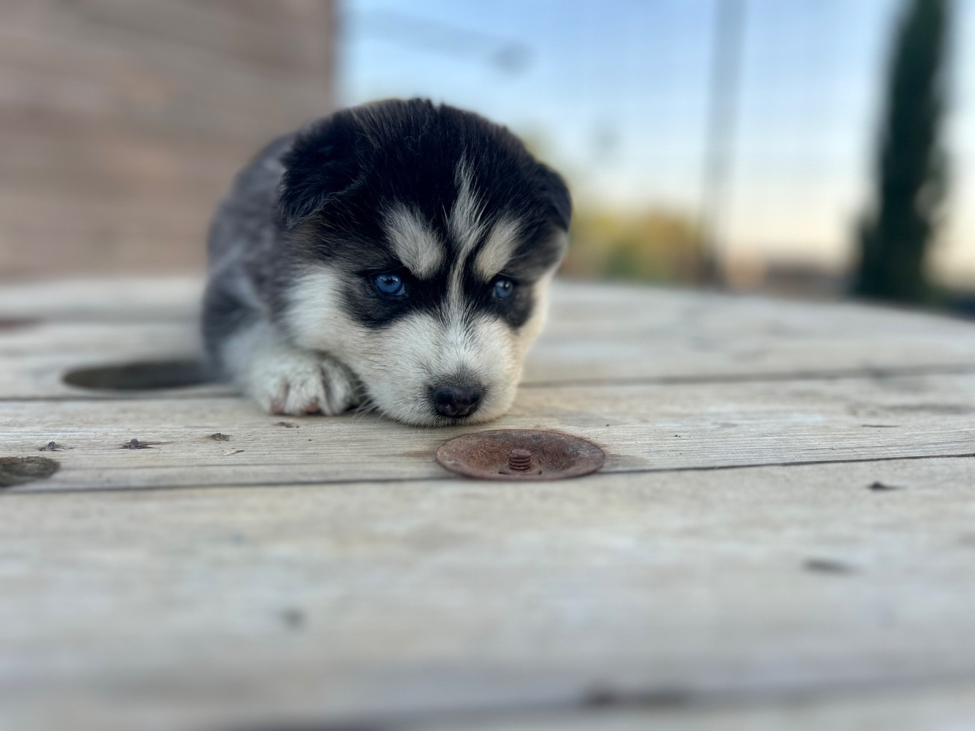 Du domaine pacifique - Chiots disponibles - Siberian Husky