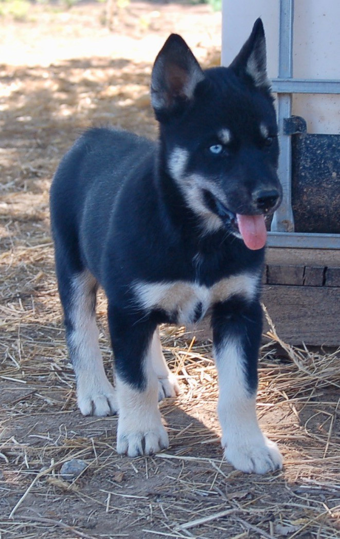 Du domaine pacifique - Chiots disponibles - Siberian Husky