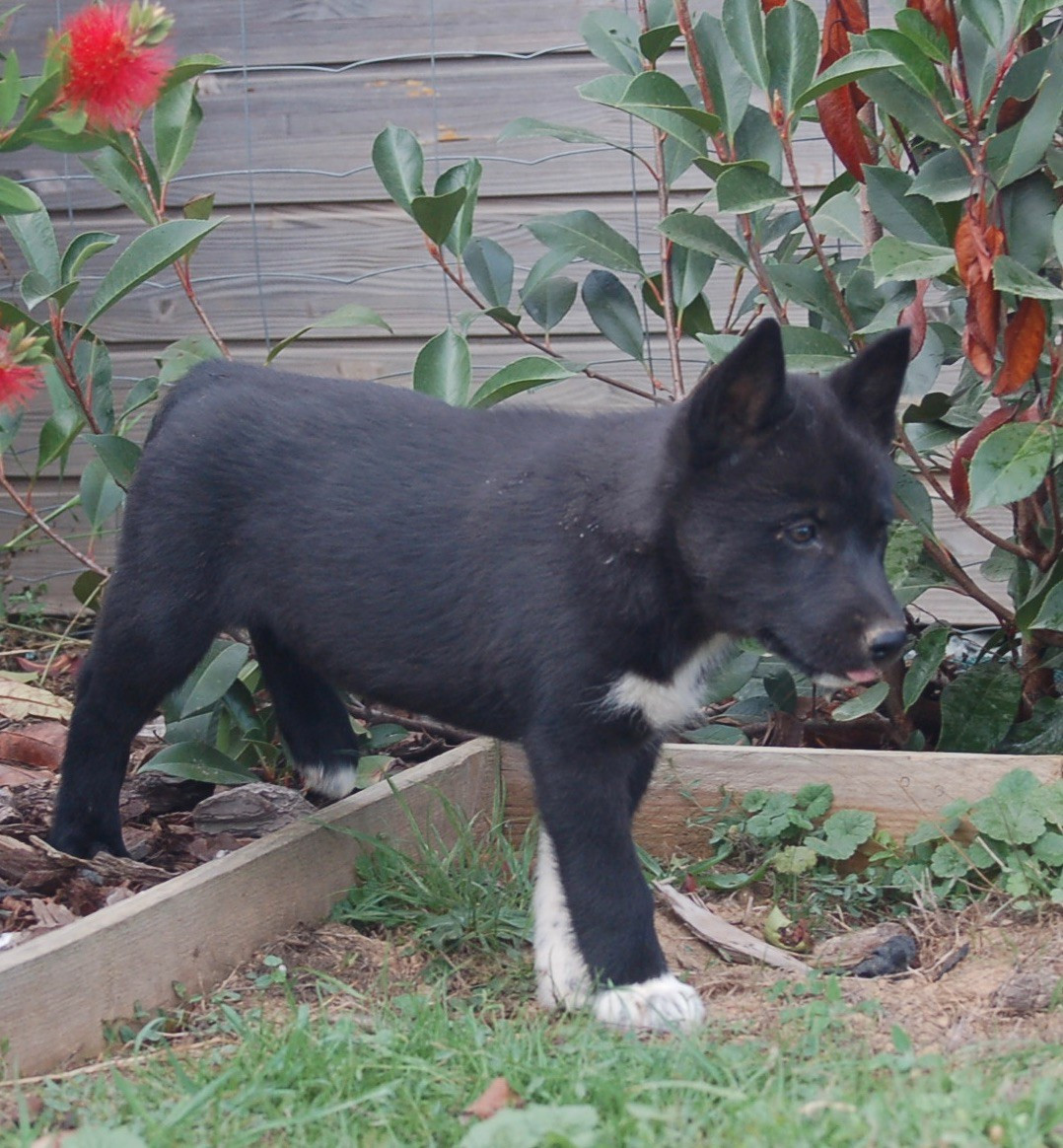 Du domaine pacifique - Chiots disponibles - Siberian Husky