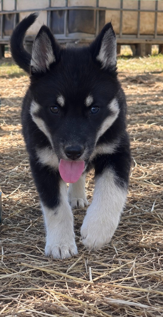 Du domaine pacifique - Chiots disponibles - Siberian Husky