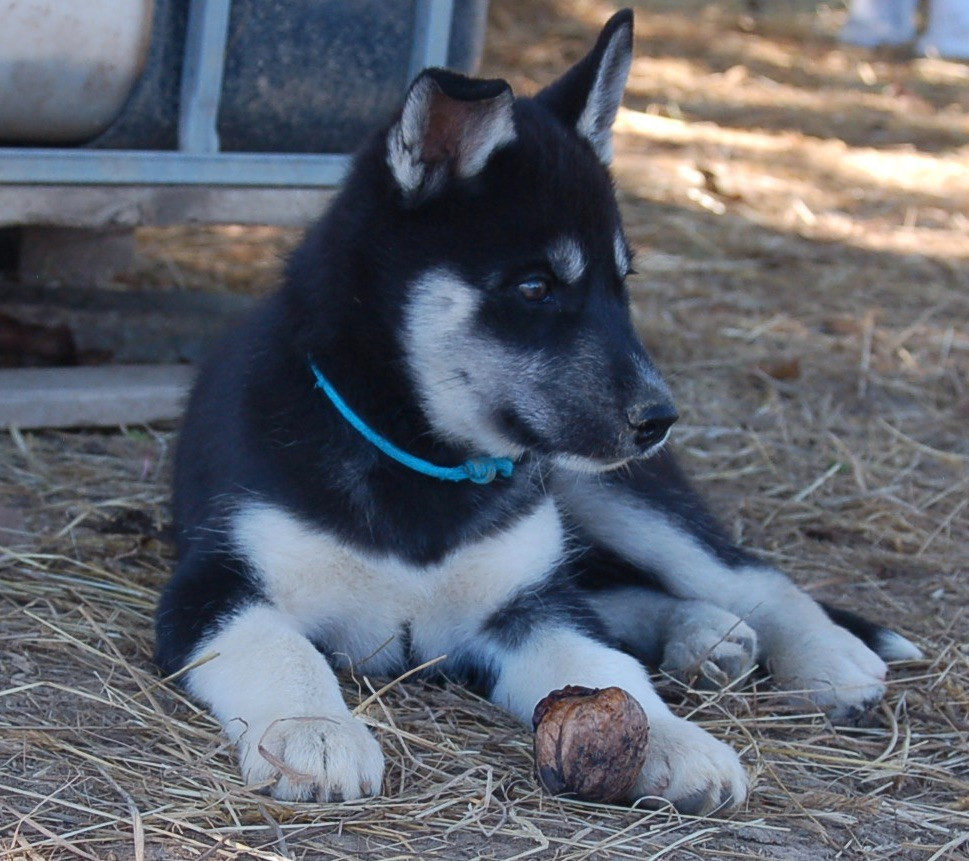 Du domaine pacifique - Chiots disponibles - Siberian Husky