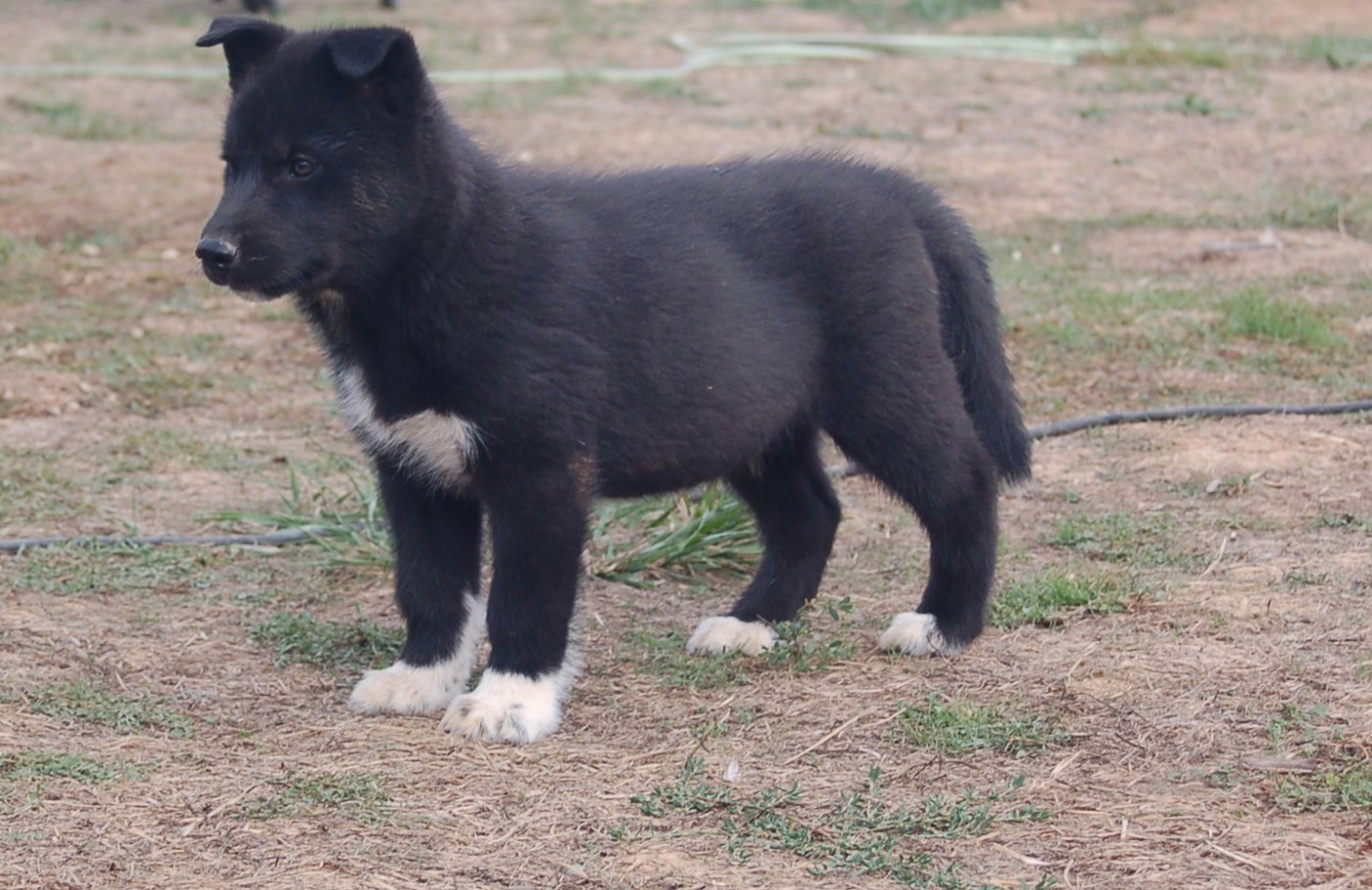 Du domaine pacifique - Chiots disponibles - Siberian Husky