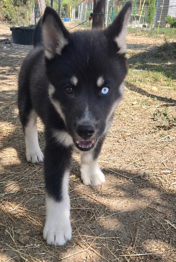 Du domaine pacifique - Chiots disponibles - Siberian Husky