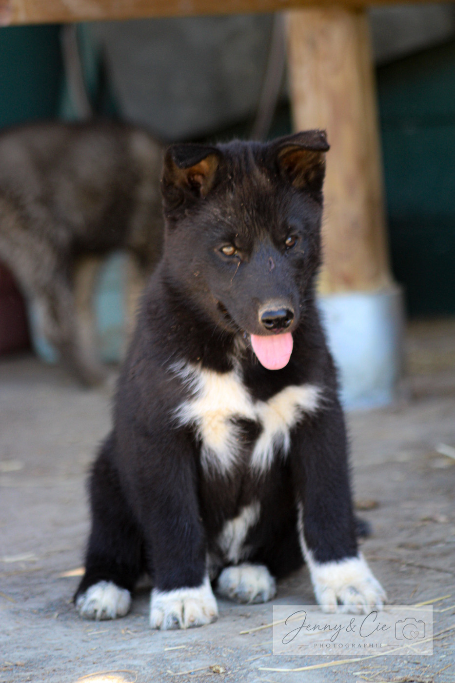 Du domaine pacifique - Chiots disponibles - Siberian Husky