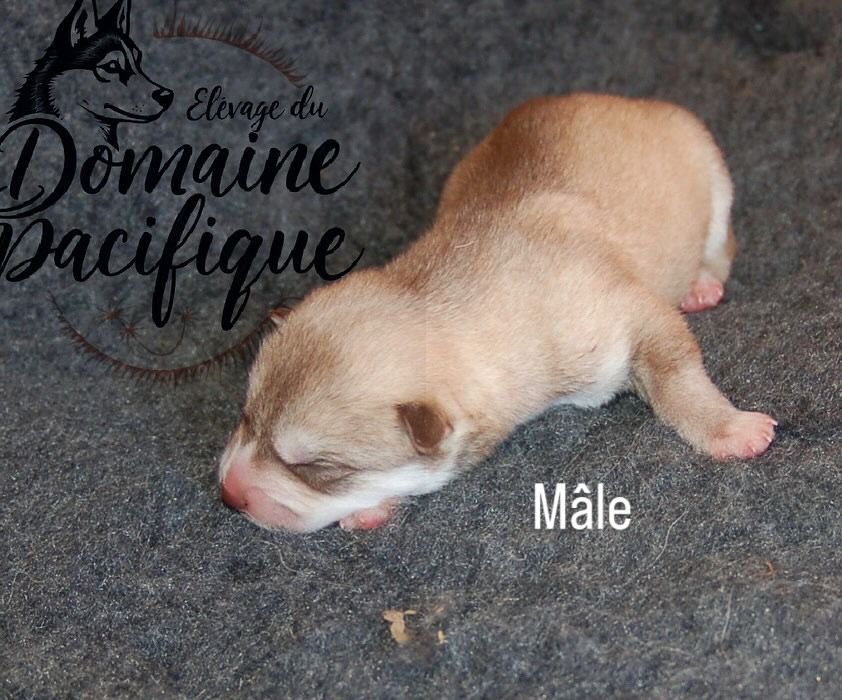 Du domaine pacifique - Chiots disponibles - Siberian Husky
