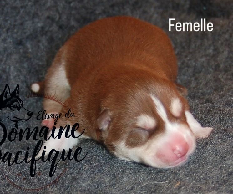 Du domaine pacifique - Chiots disponibles - Siberian Husky