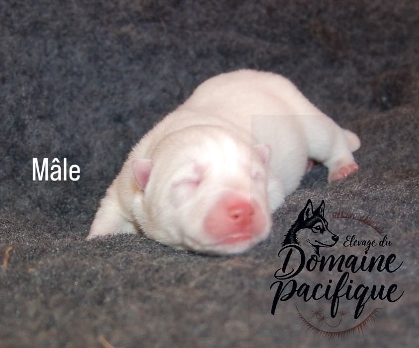 Du domaine pacifique - Chiots disponibles - Siberian Husky