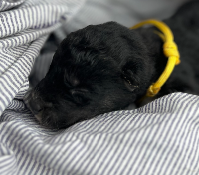CHIOT 3