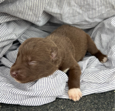 CHIOT 4