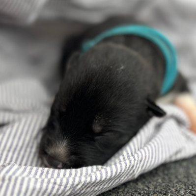 CHIOT 5