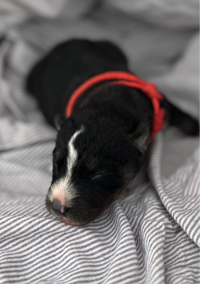 CHIOT 6