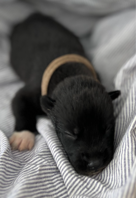 CHIOT 7