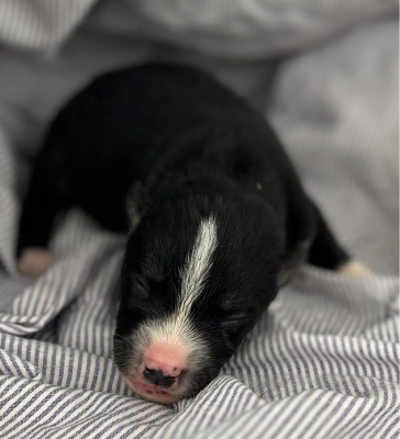 CHIOT 9