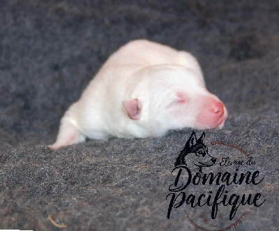 CHIOT