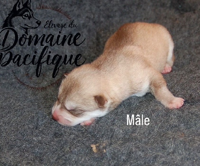CHIOT 3
