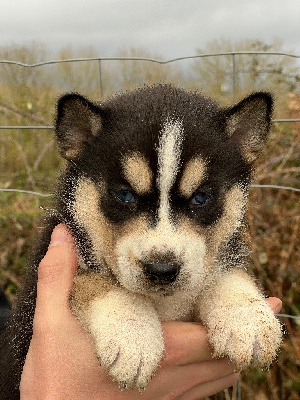 CHIOT 2