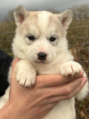 CHIOT 4