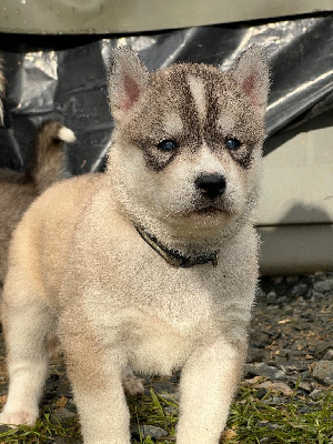 CHIOT 6