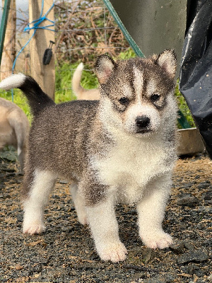 CHIOT 3