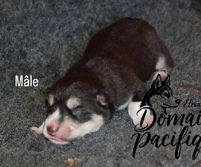 CHIOT 1