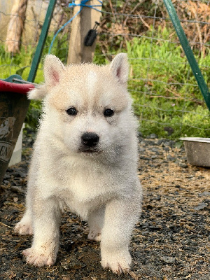 CHIOT 7