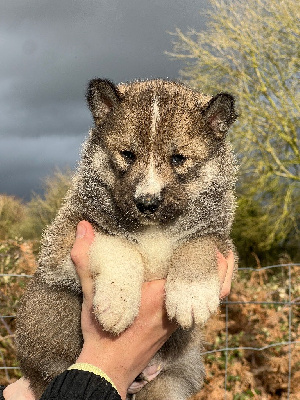 CHIOT 1